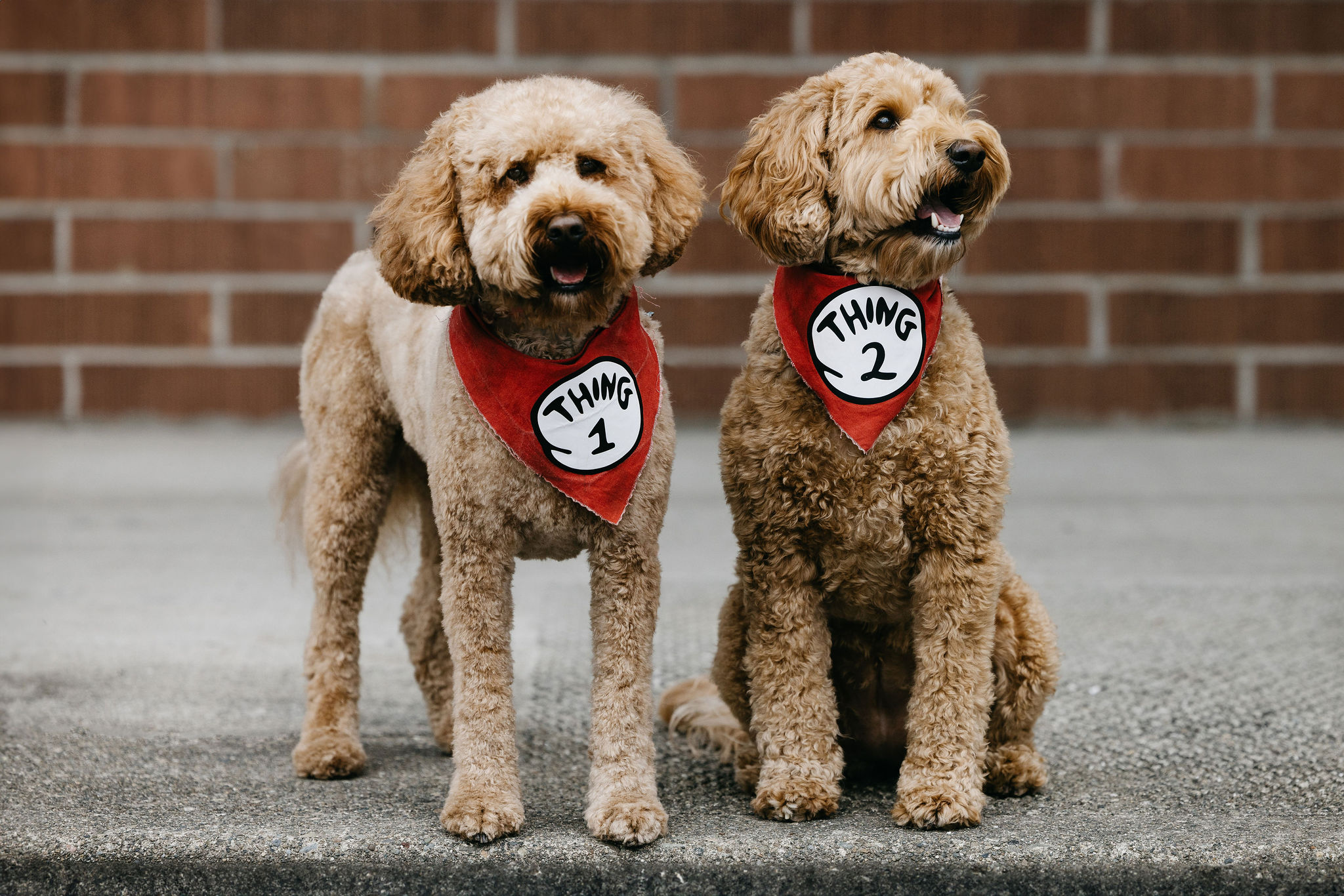 seattle corporate event photographer