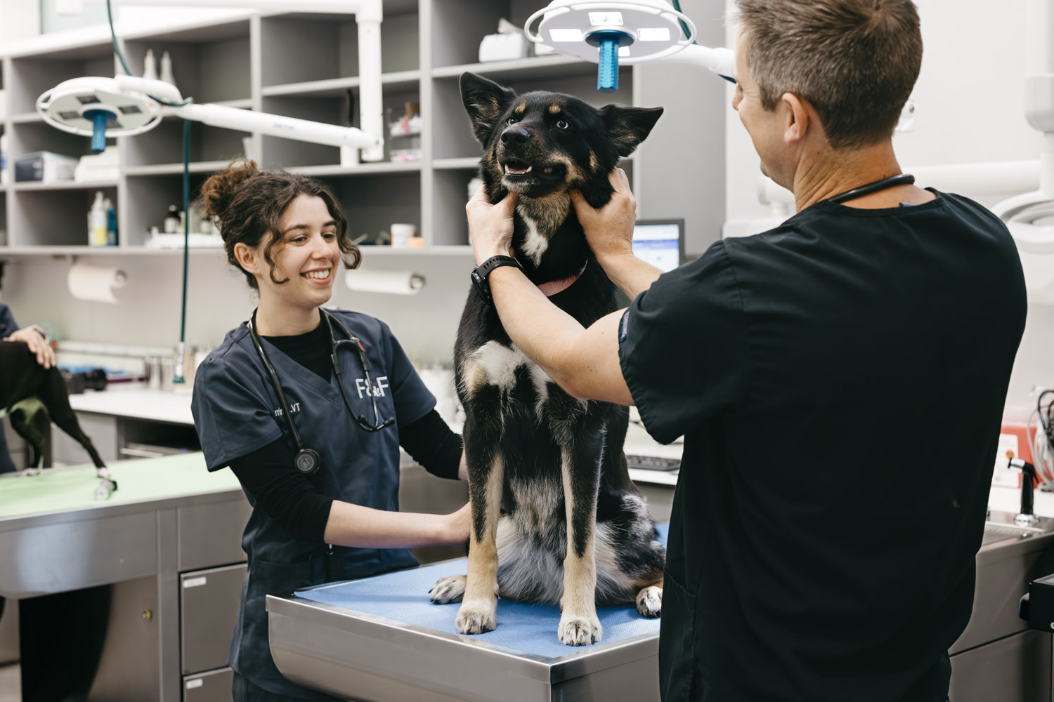 felix & fido Seattle veterinarian clinic photography
